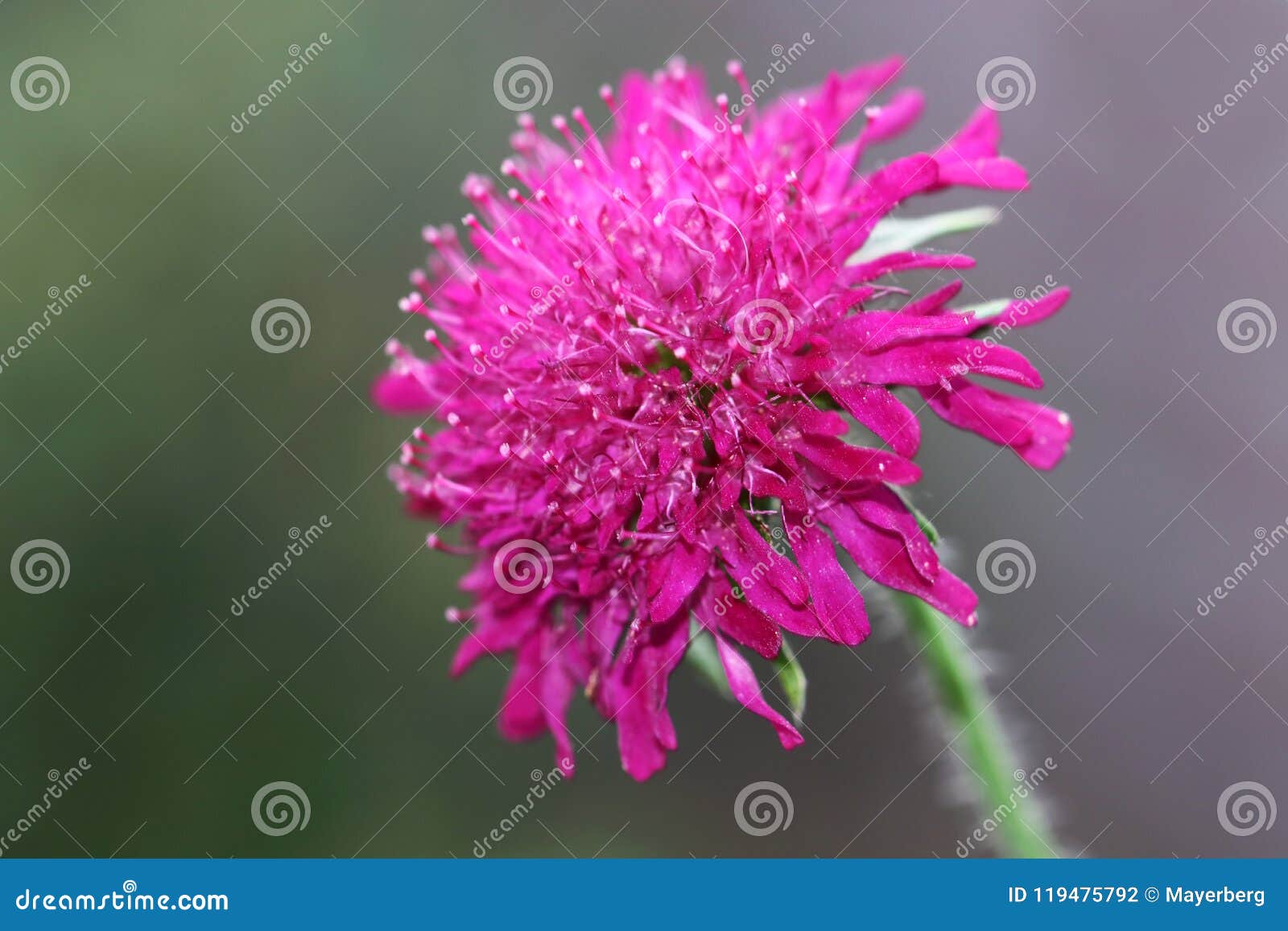 knautia macedonica plant grows 50-70 cm high and flowers with dark pink to burgundy flowers in the period july-september