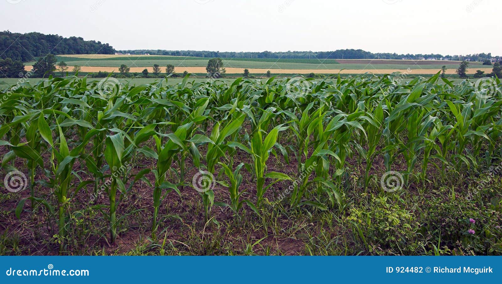 what is knee high by the fourth of july