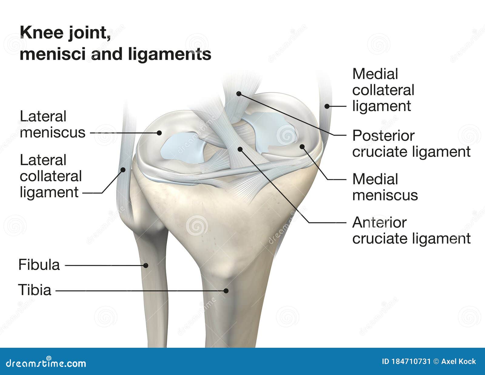 Knee Joint Anatomy, Menisci and Ligaments, Medically 3D Illustration