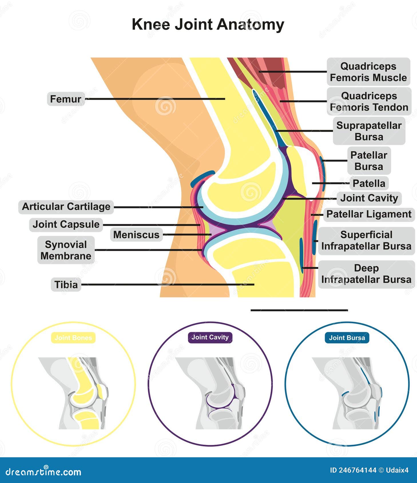 Knee Joint Capsule Anatomy Infographic Diagram Vector Illustration knee-joint-capsule-anatomy-infographic-diagram-vector-illustration