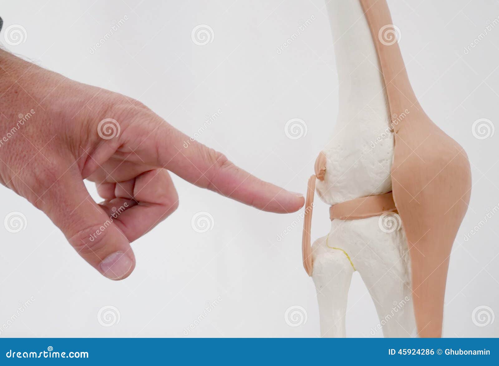 Knee joint doctor stock photo. Image of ligaments, chiropractor 45924286