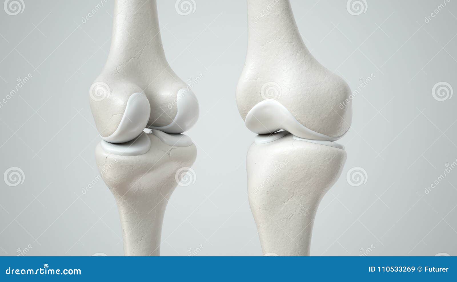 knee joint with healthy cartilage, front and back- 3d rendering