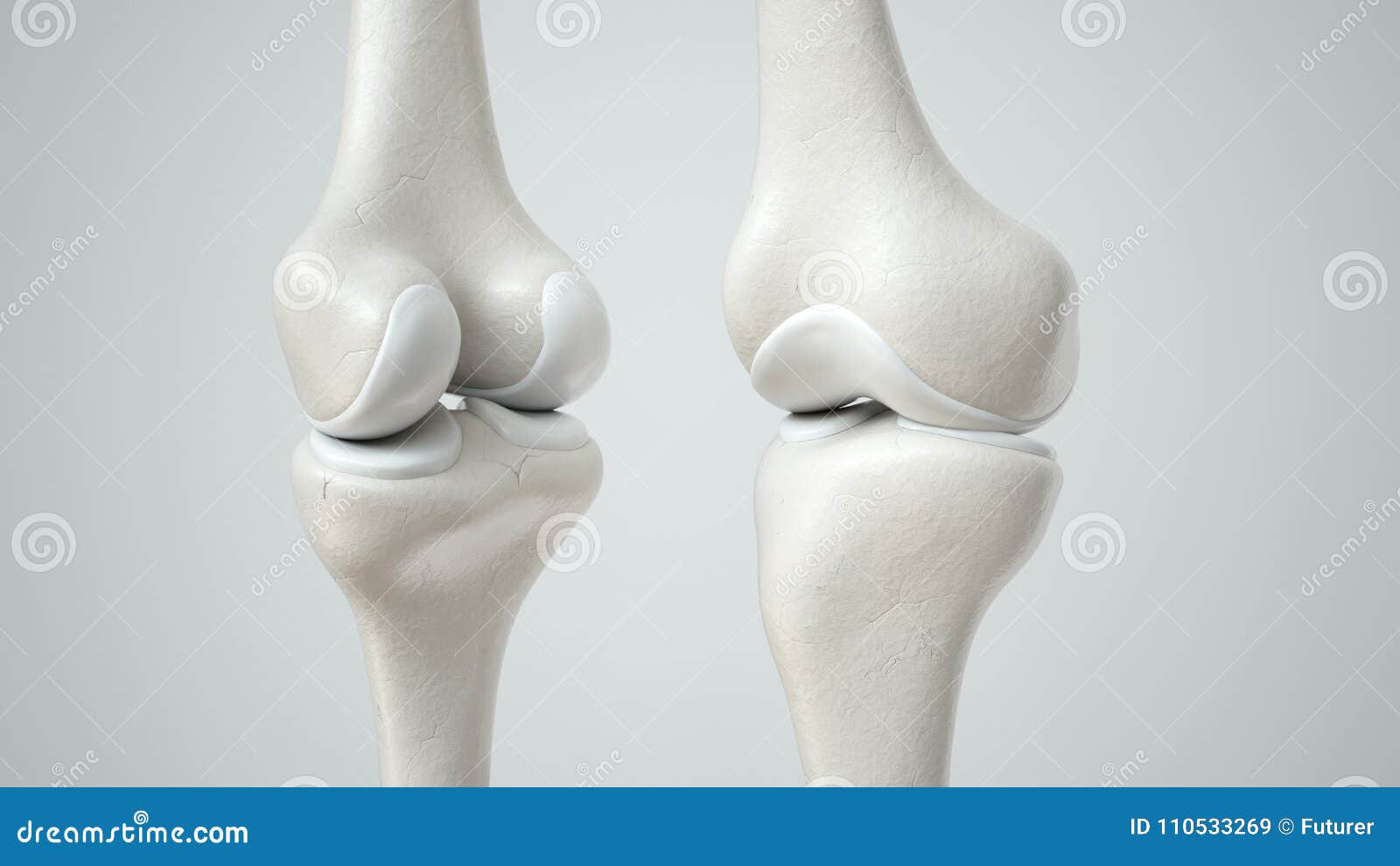 Knee Joint with Healthy Cartilage, Front and Back 3D Rendering Stock