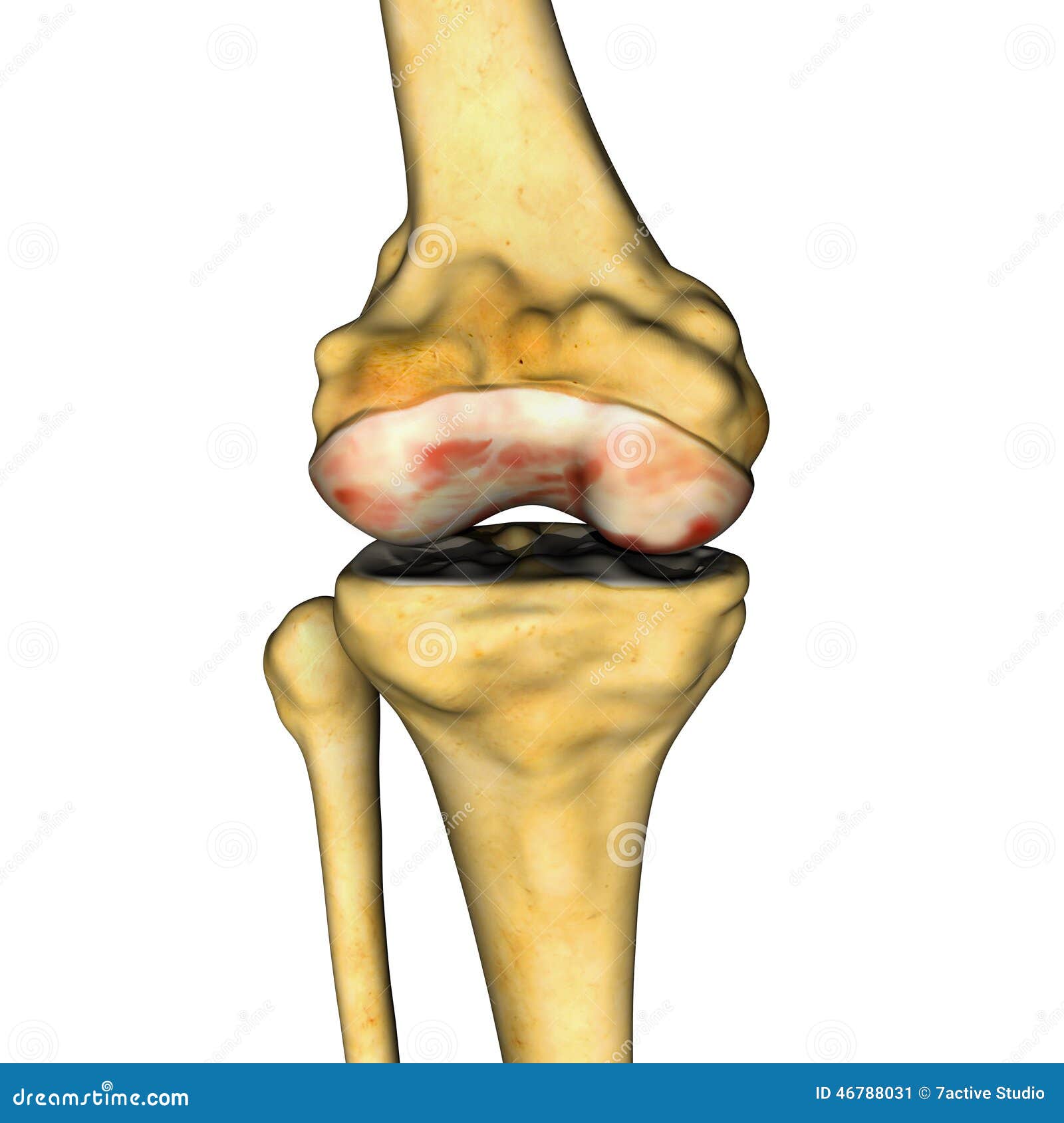 knee joint consists of which three compartments knee joint consists of which three compartments