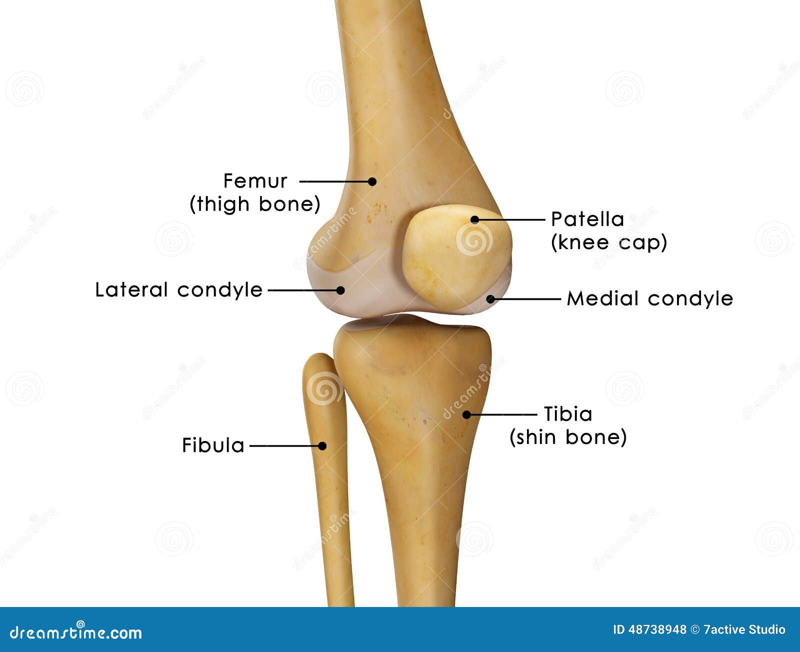 knee joint