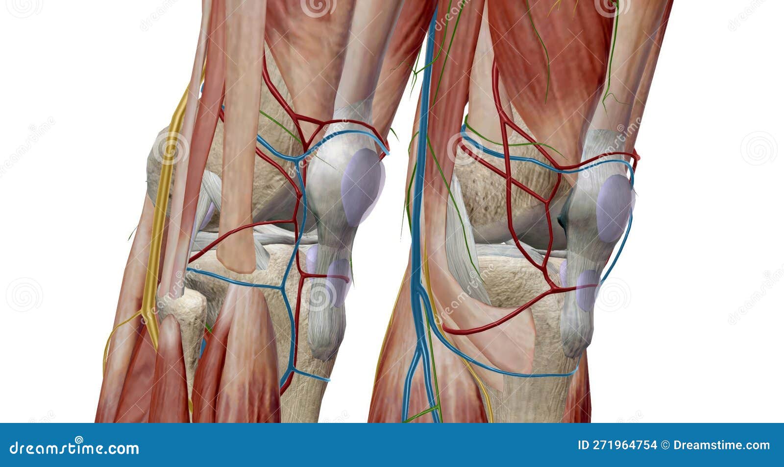 The Knee is the Largest and Most Complex Joint in the Body