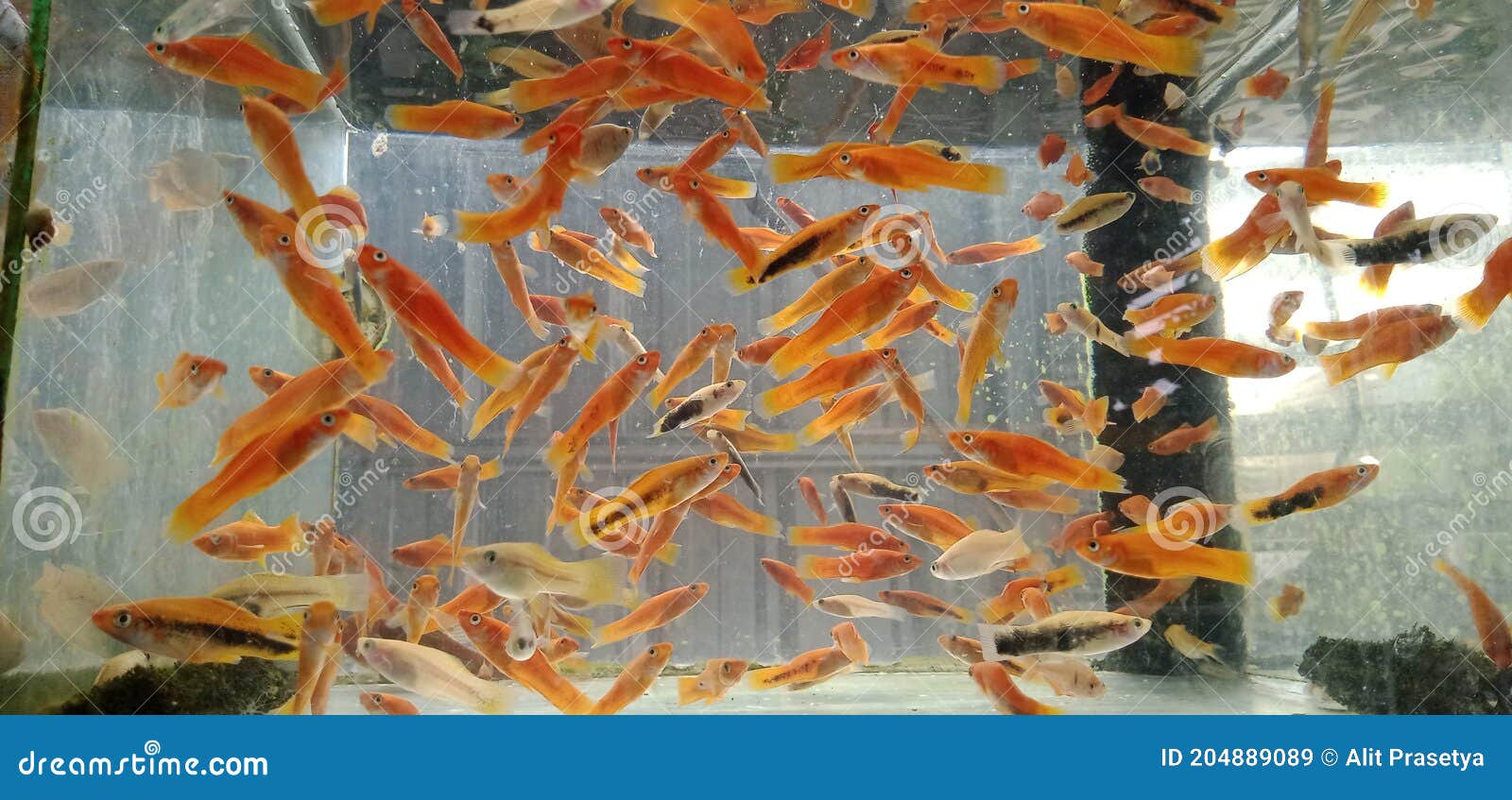 Knife fish on the aquarium stock image. Image of aquarium 204889089