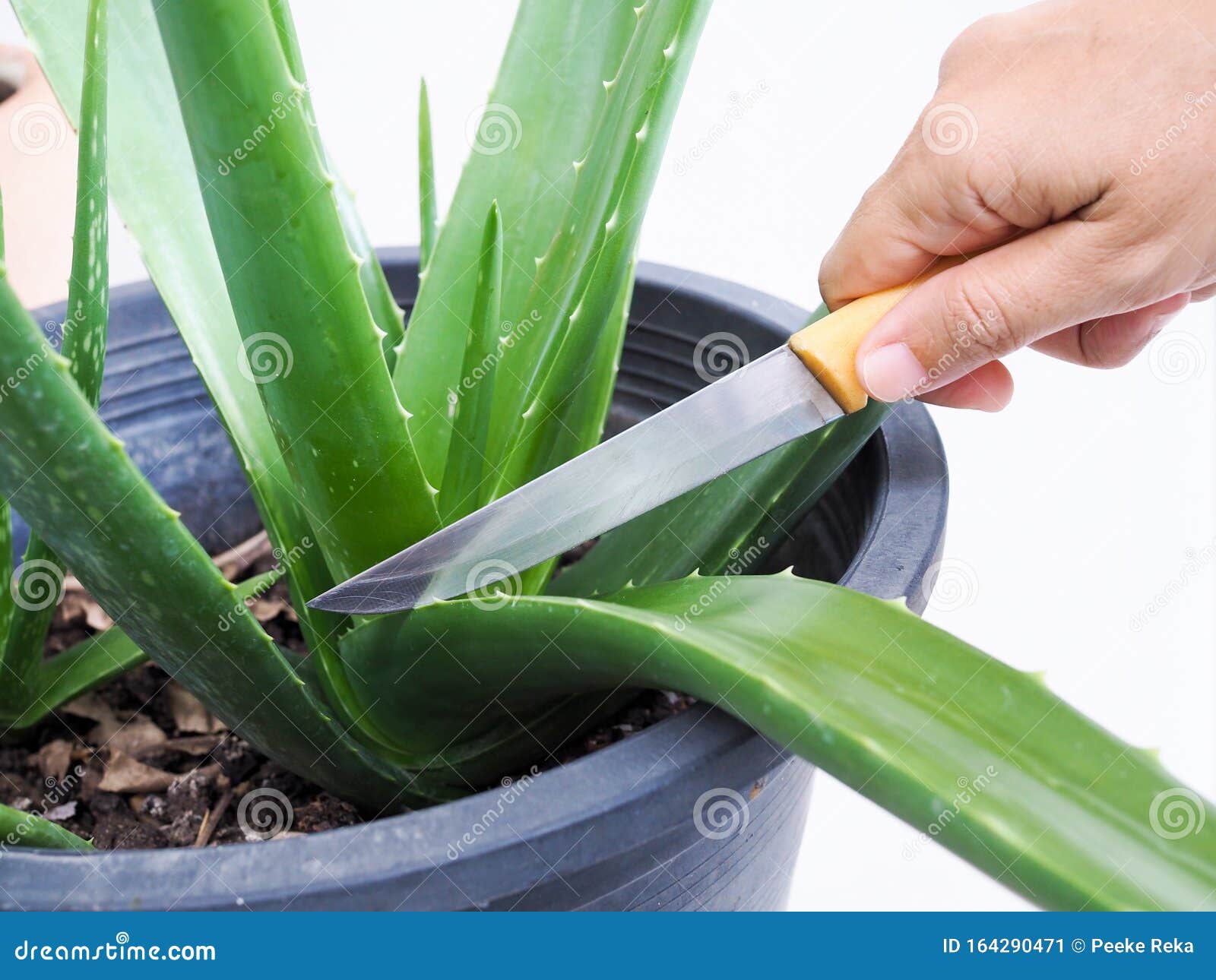 Knife In Hand To Cut Leaves Of Aloe Vera Tree In Black Pot Stock