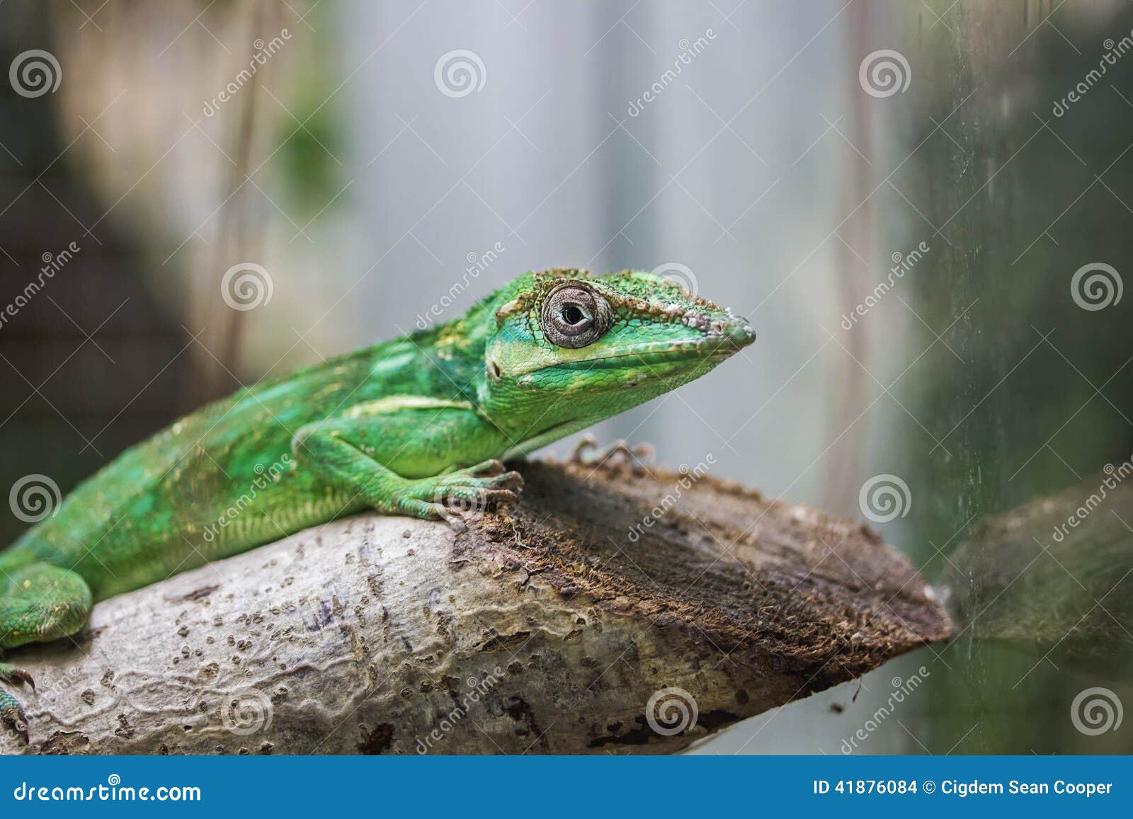 knight anole