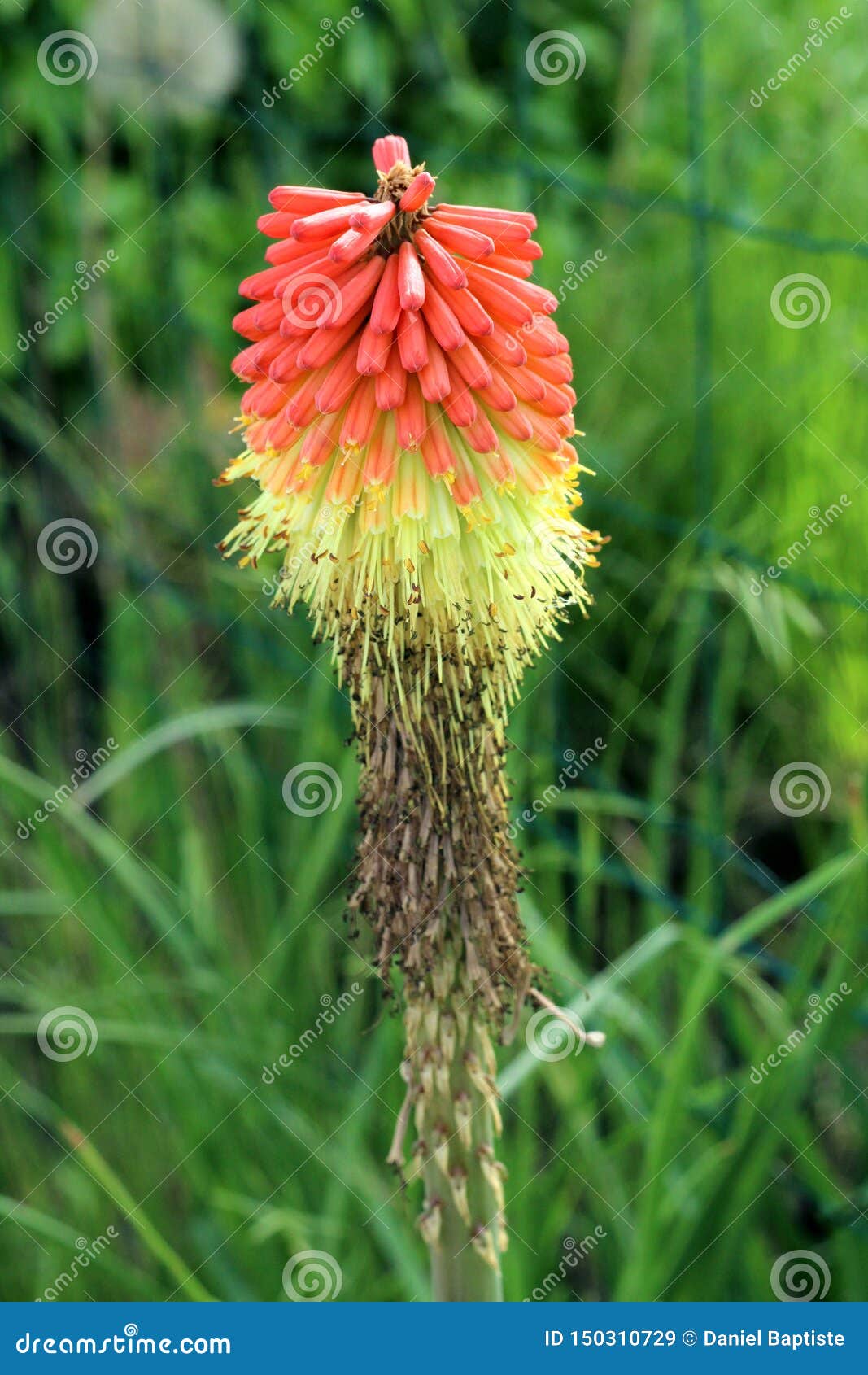 kniphofia nicknamed devil`s shield