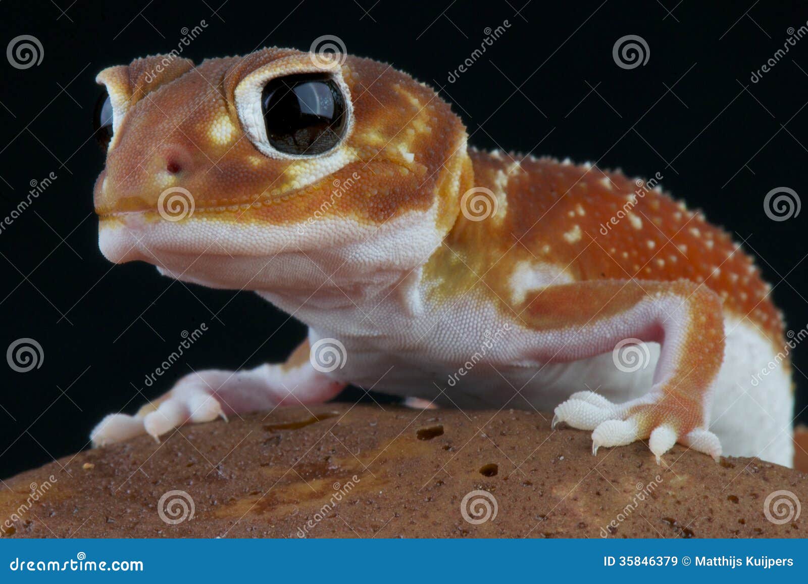 knob tailed gecko / nephrurus levis