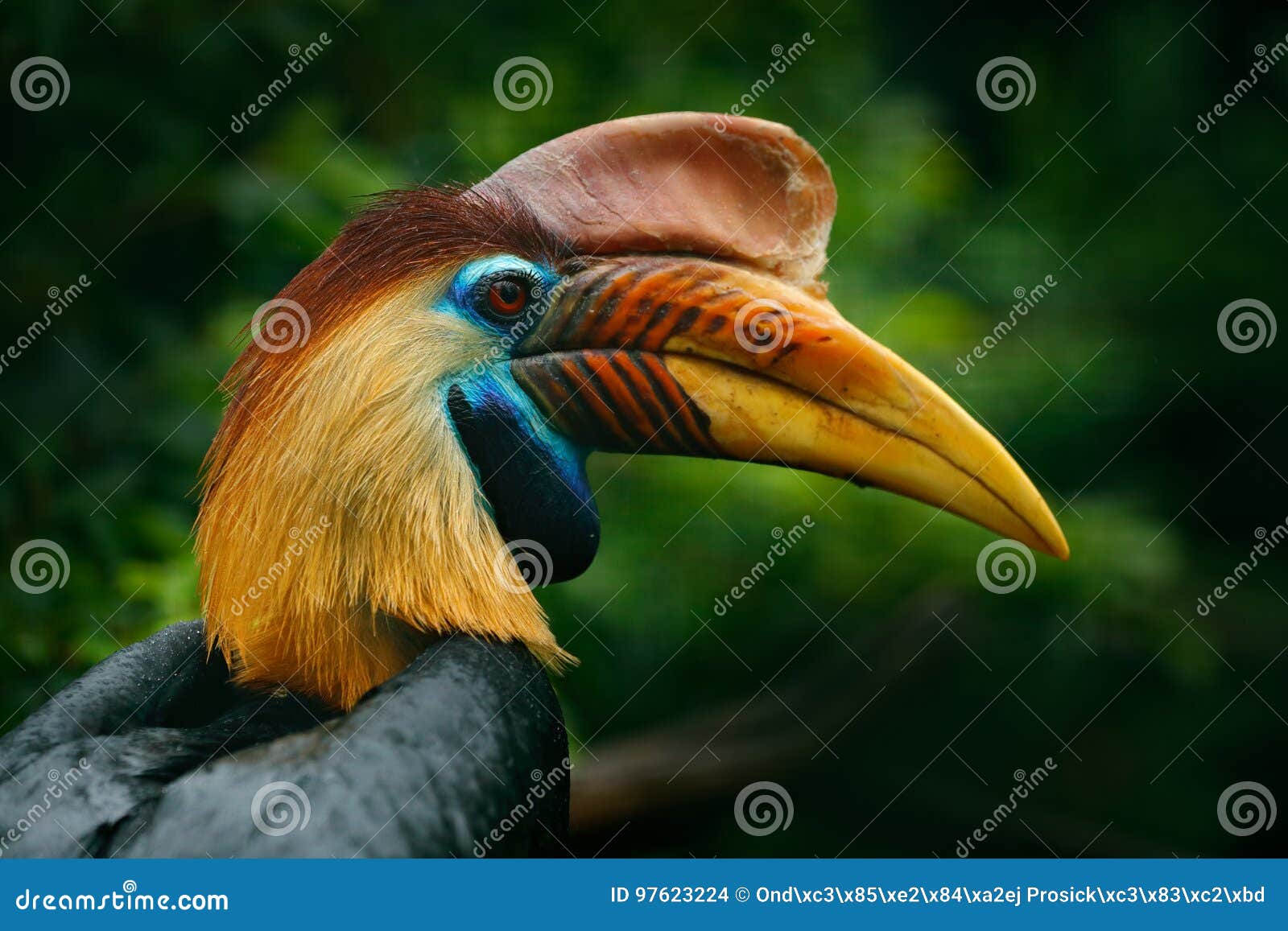knobbed hornbill, rhyticeros cassidix, from sulawesi, indonesia. rare exotic bird detail eye portrait. big red eye. beautiful jung