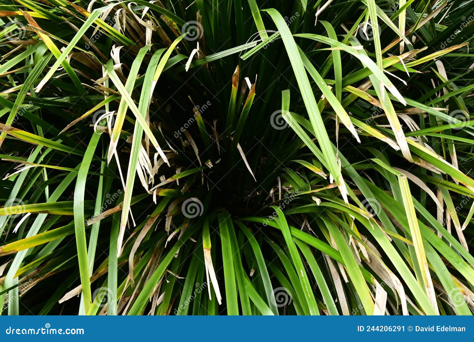 knobby club rush, ficinia nodosa, 3.