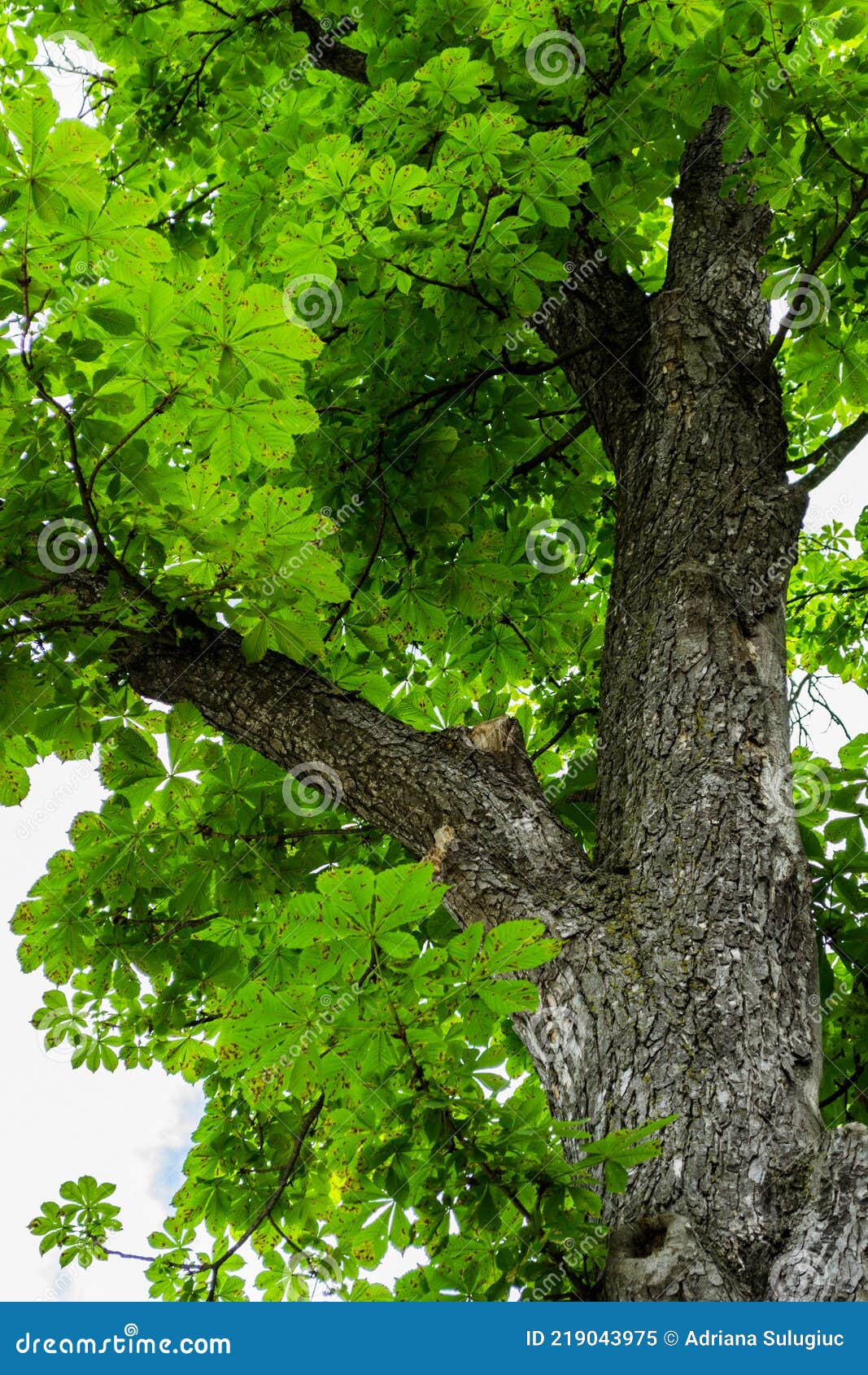 Knobby tree trunk stock image. Image of limb, leaves 219043975