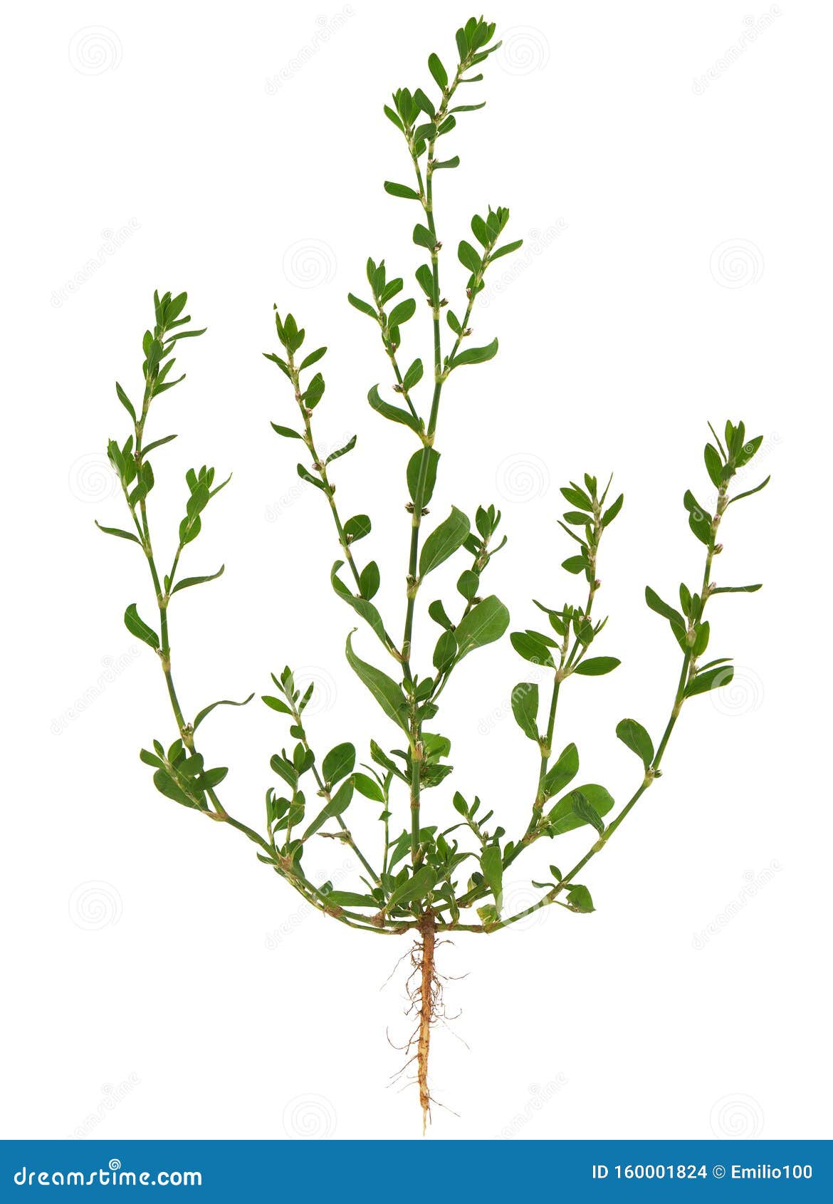 Knotgrass Polygonum Aviculare The Entire Plant Stock Photo Image Of Field Invasive 160001824