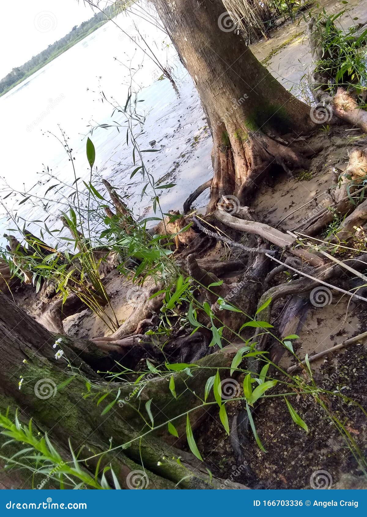 Knotty Cedar Roots stock photo. Image of nature, cedar 166703336