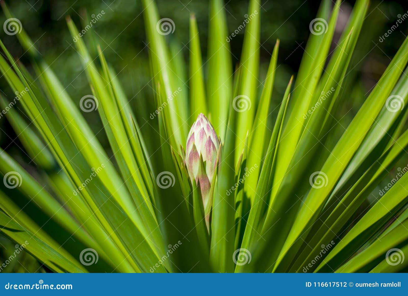 this is known as a captus flower in mauritius garden