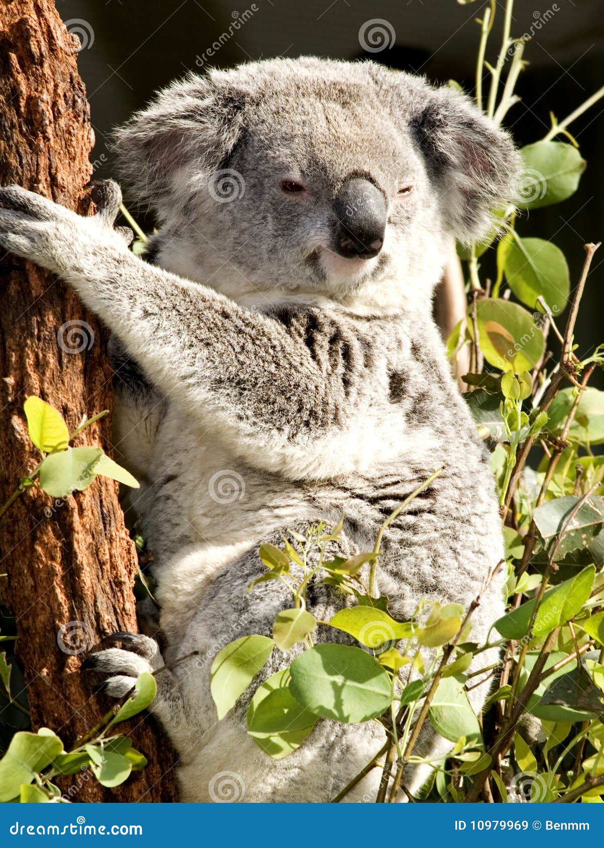 Dirty Koala Stock Photos Free & RoyaltyFree Stock Photos from Dreamstime