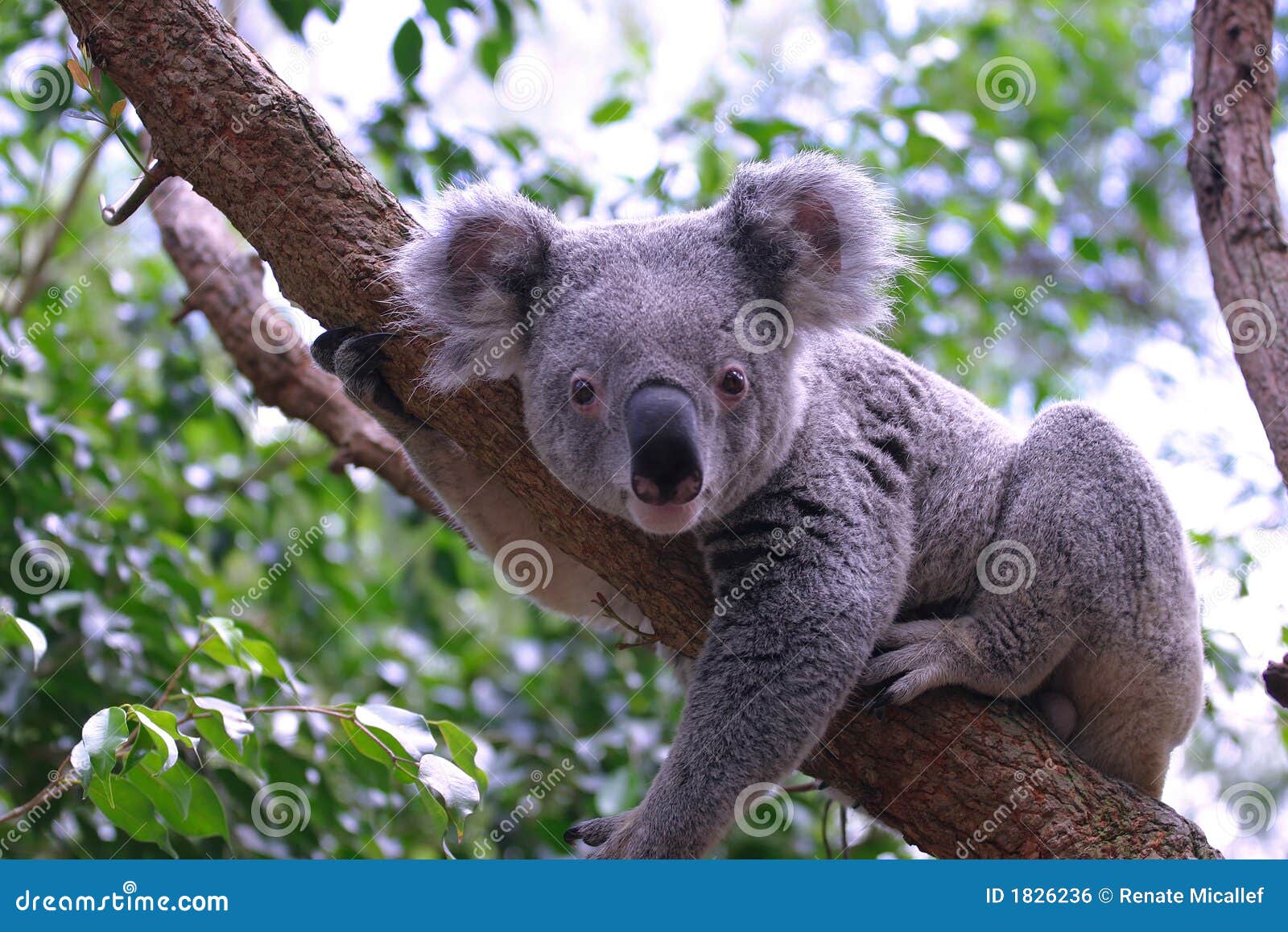 koala