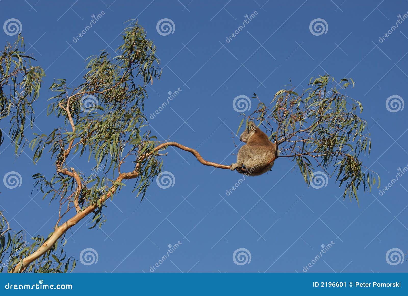 Koala stock image. Image of bearlike, conservation, marsupial 2196601