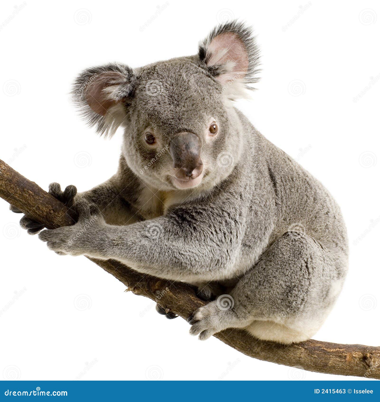 koala