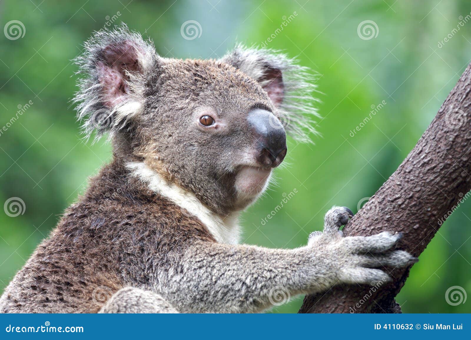 koala in australia