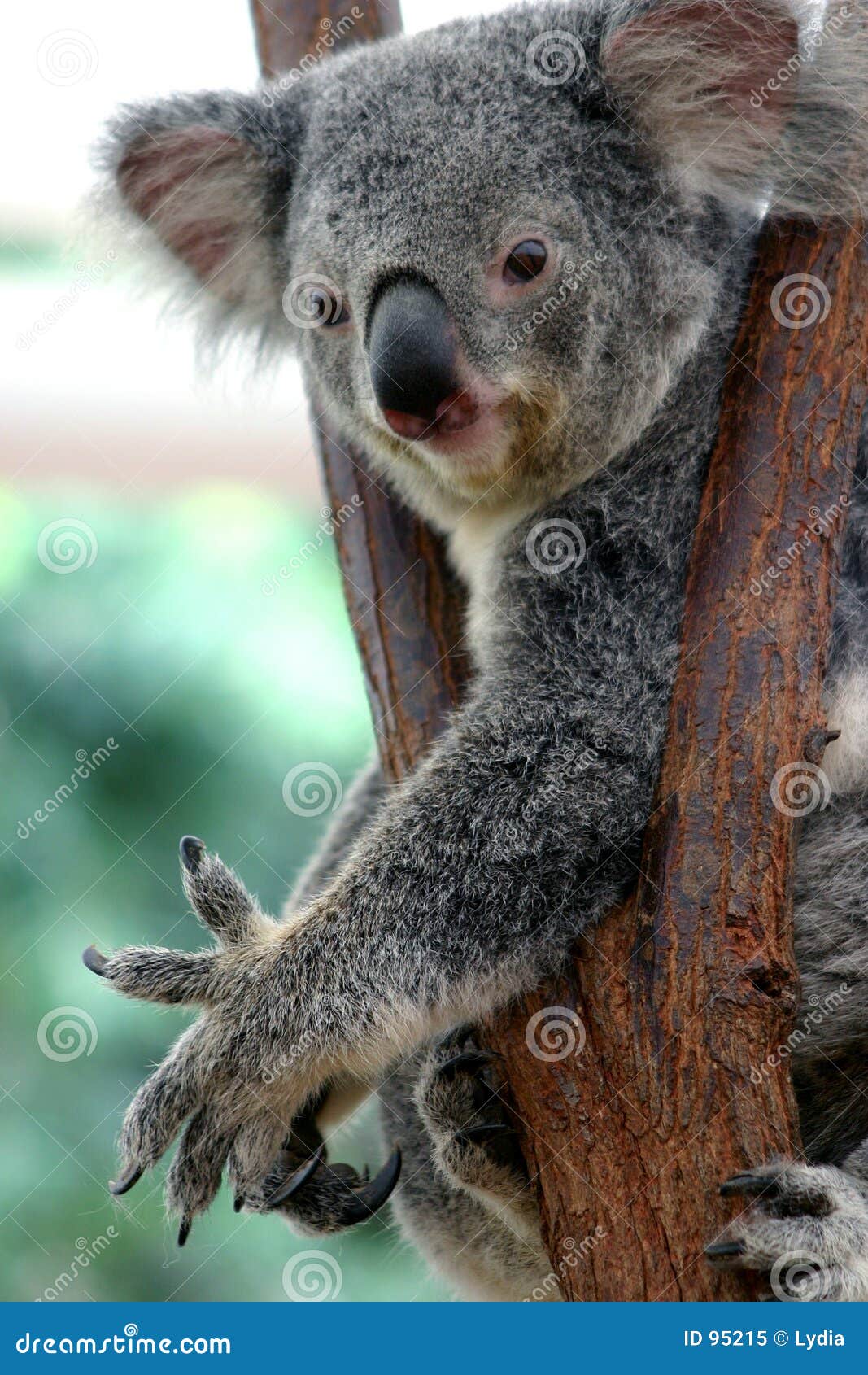 Koala Bear 2 stock image. Image of hanging, environment 95215