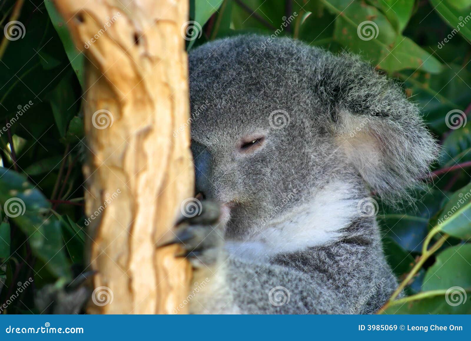 Koala Bear stock image. Image of grey, captivity, native 3985069