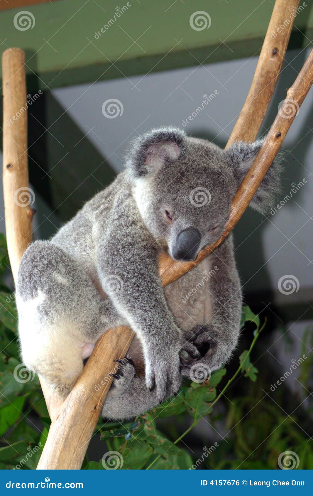 Koala Bear stock photo. Image of phascolarctos, herbivore 4157676