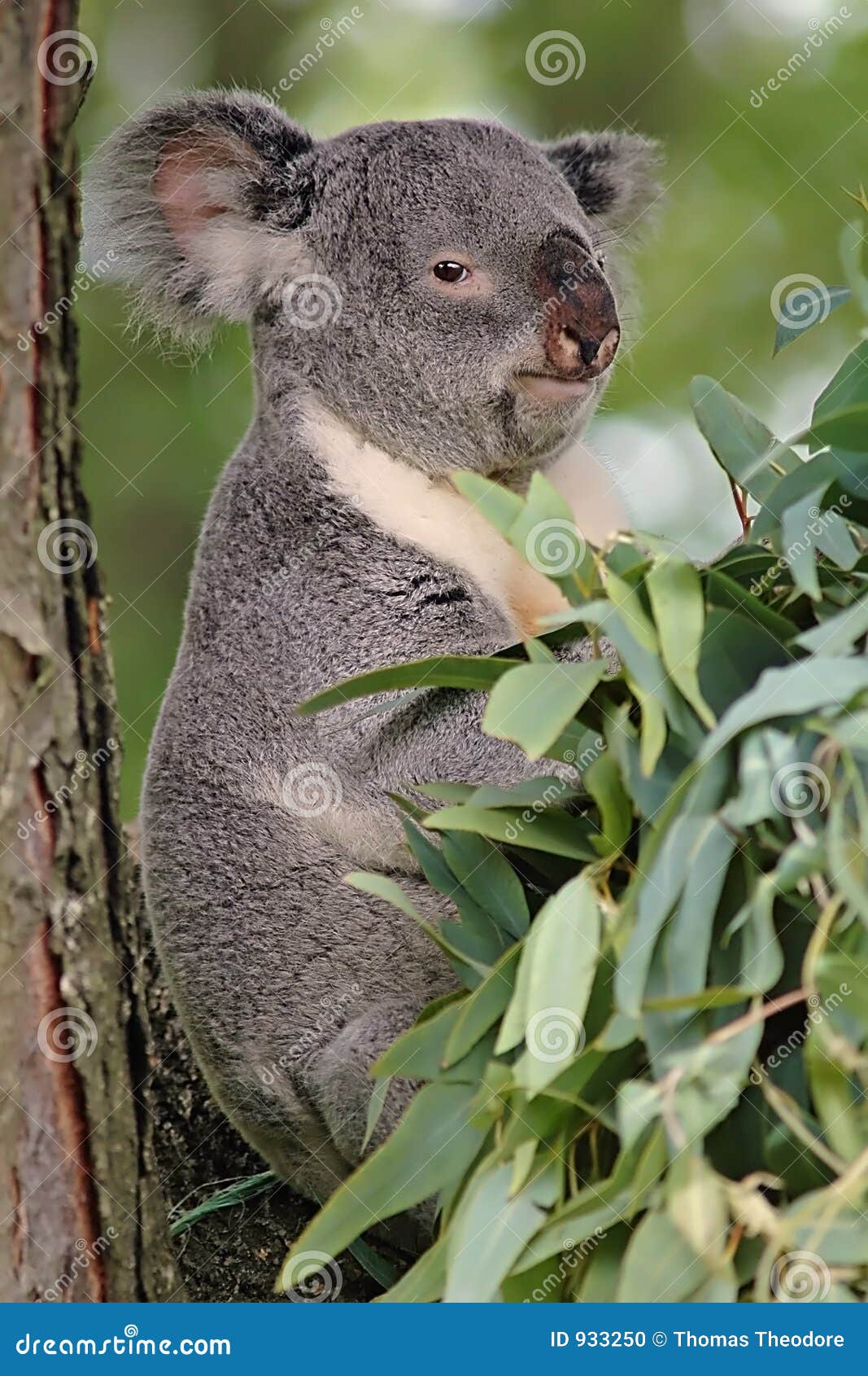 koala bear