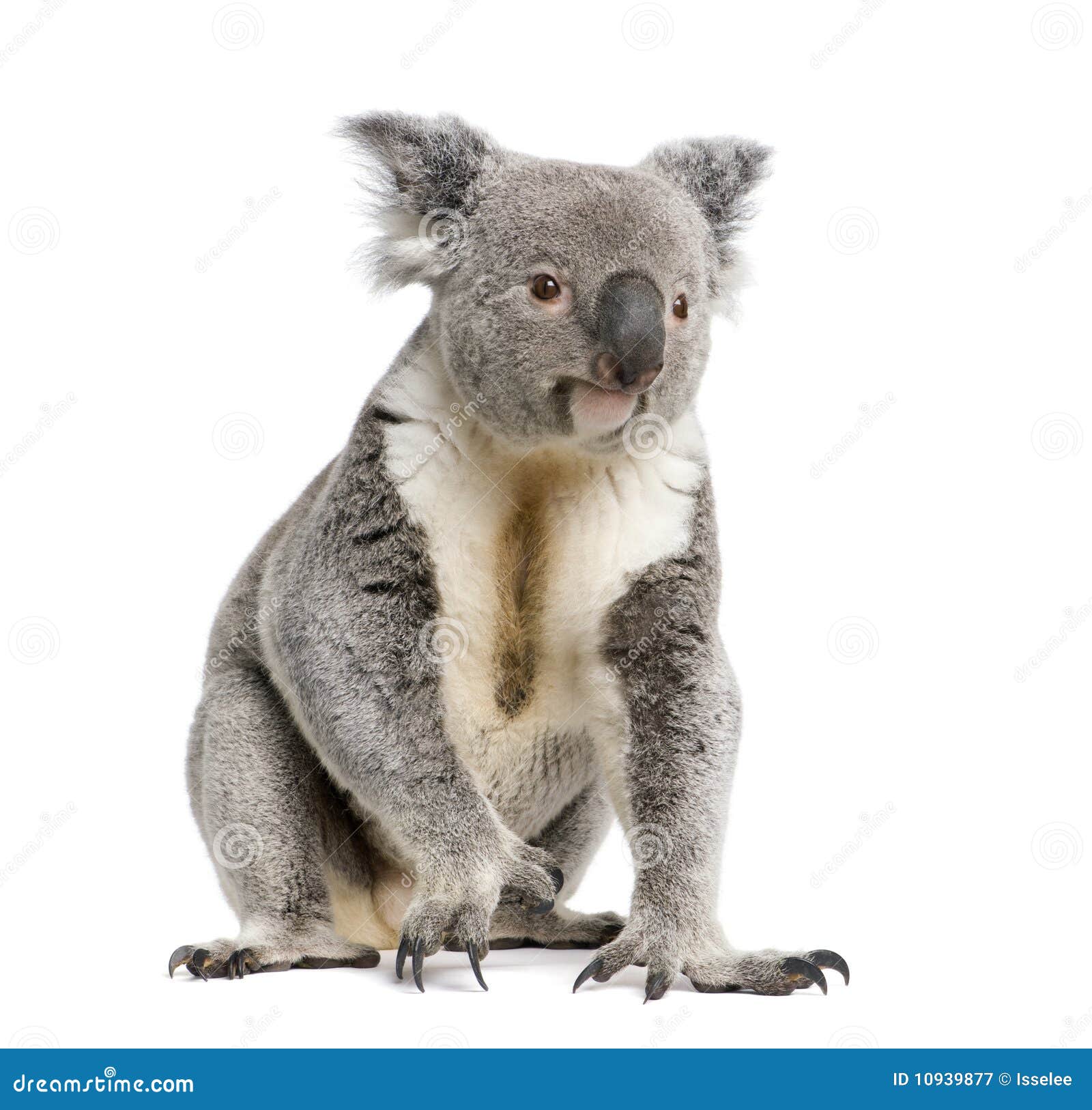 Koala Bear Againts White Background Stock Image - Image of camera, male