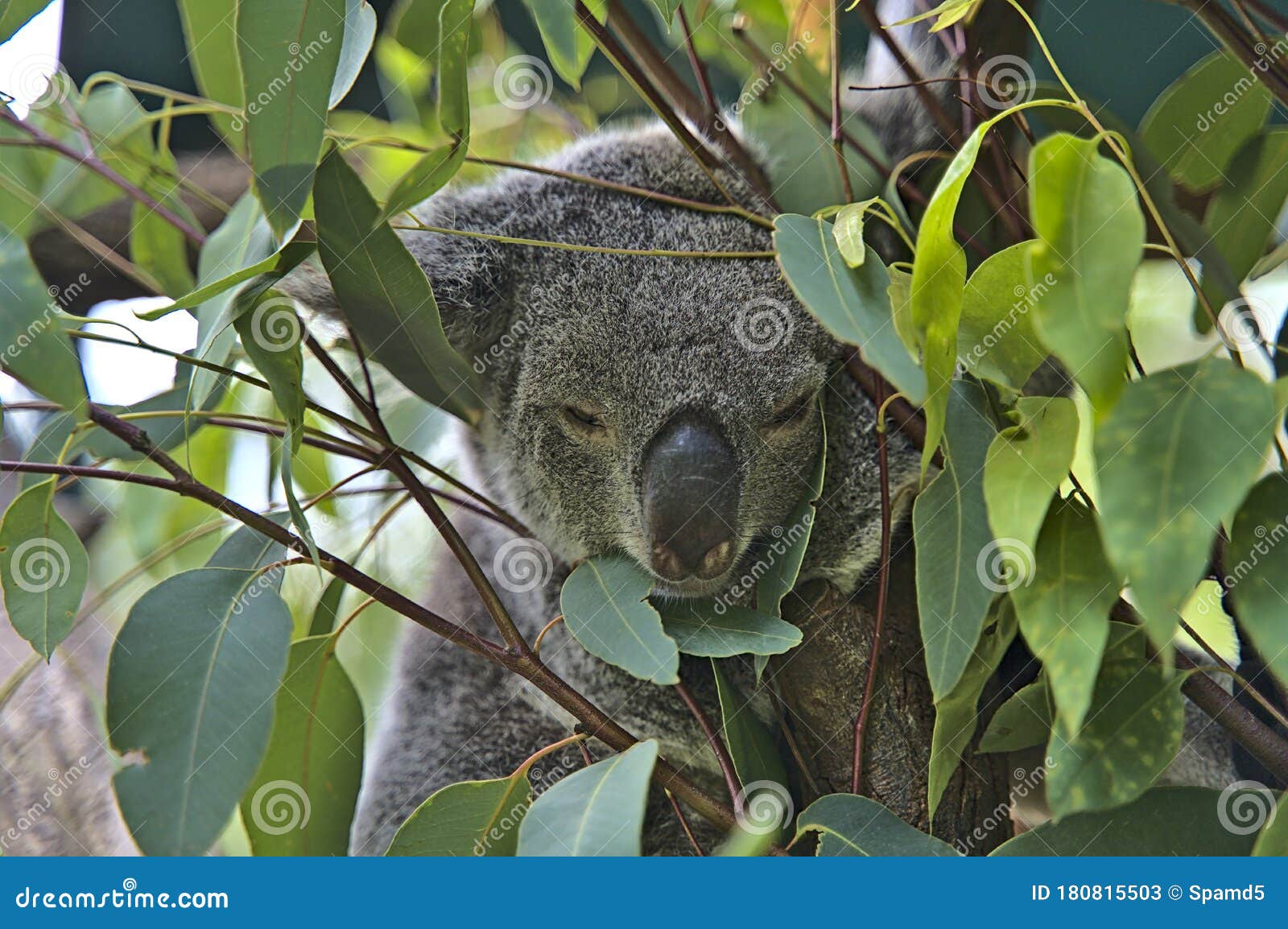 Koala Bear in Australia on a Tree Stock Image Image of herbivore