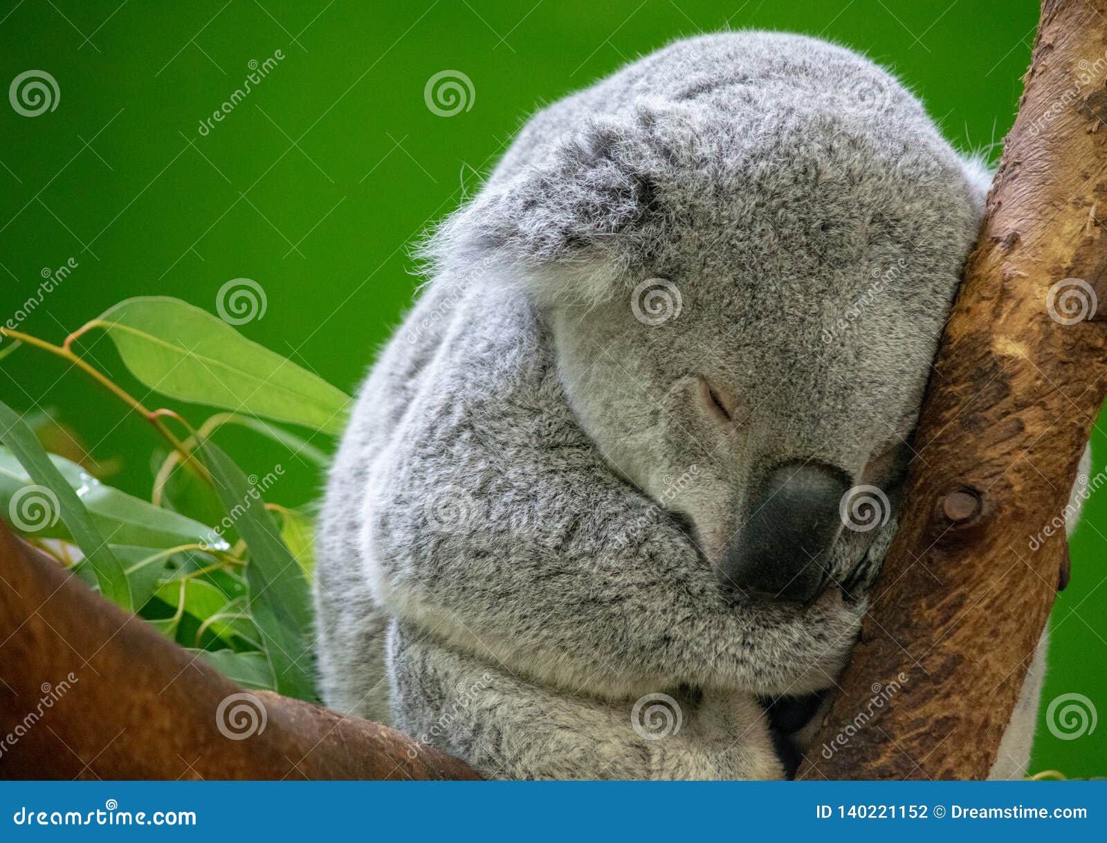 Koala Bear Sleeping stock photo. Image of wildlife, color 140221152