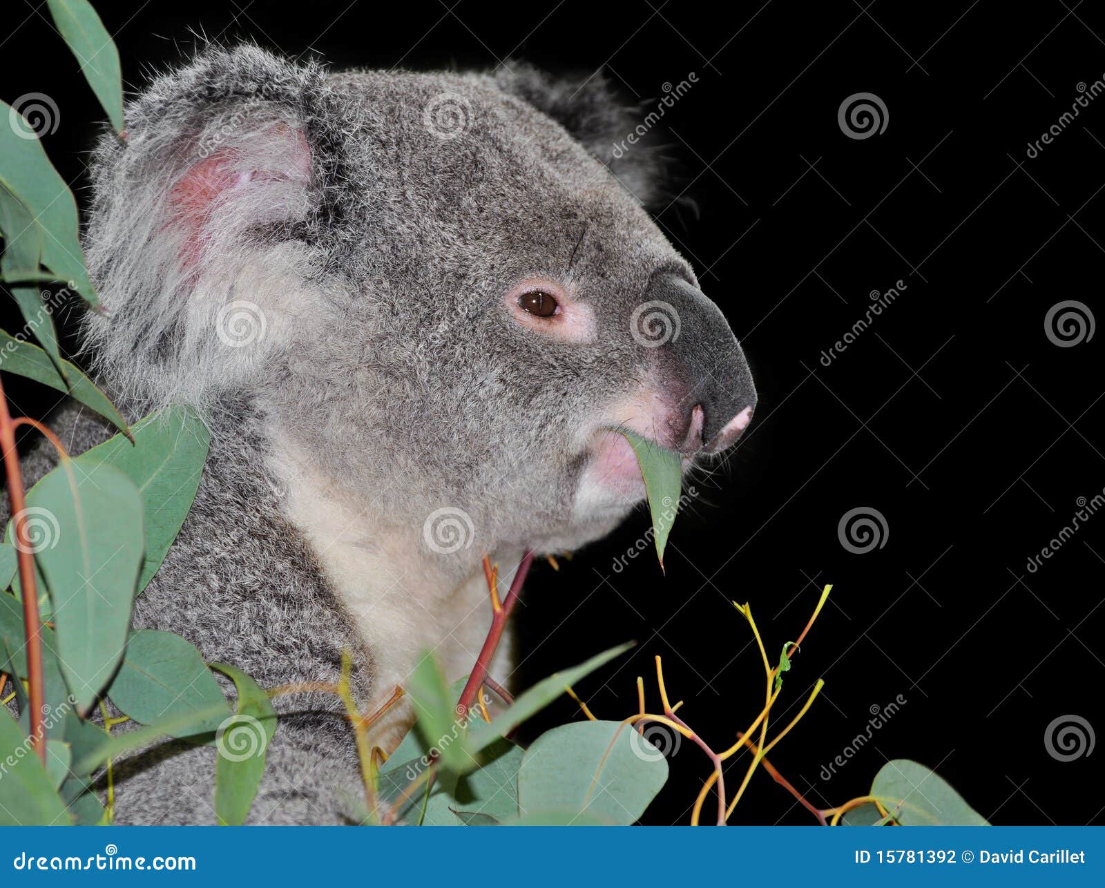 Koala Bear Eating Eucalyptus Leaves Stock Photo Image of leaves