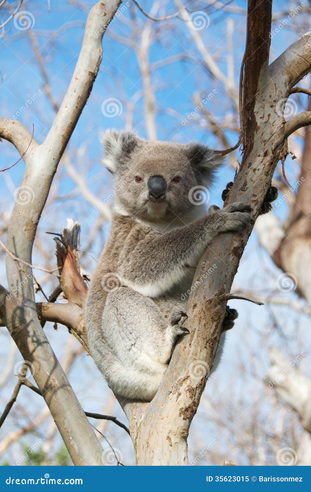 Koala Bear stock image. Image of farm, claws, queensland 35623015