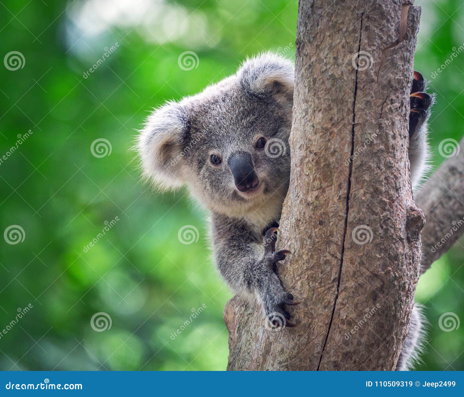 Koala bear in forest zoo. stock image. Image of portrait 110509319