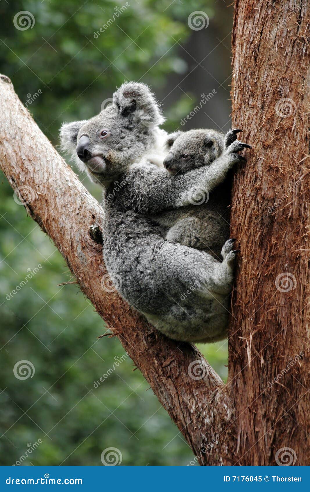 koala bear mother and baby