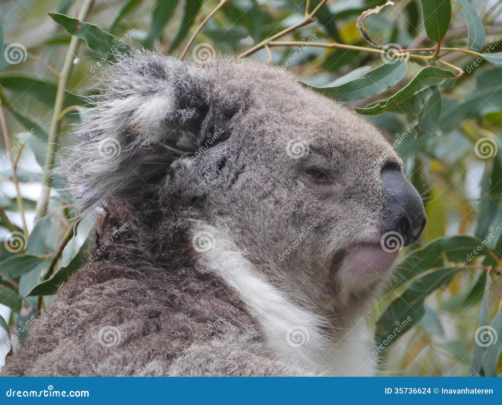 The Koala Bear is Not a Bear Stock Photo Image of eastern, nose 35736624