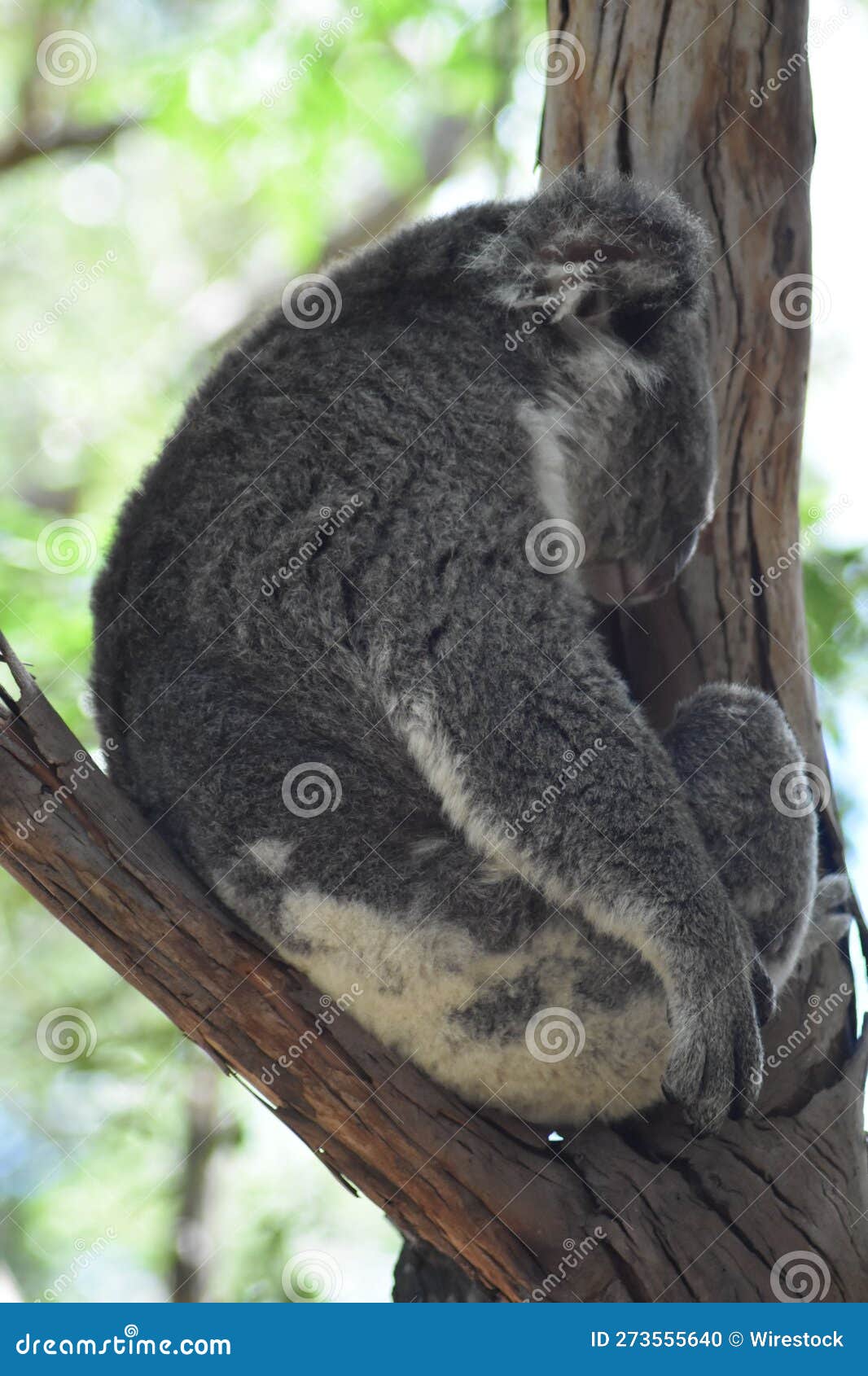 Koala Bear Perched on a Tree Branch in a Shady Area Stock Photo Image