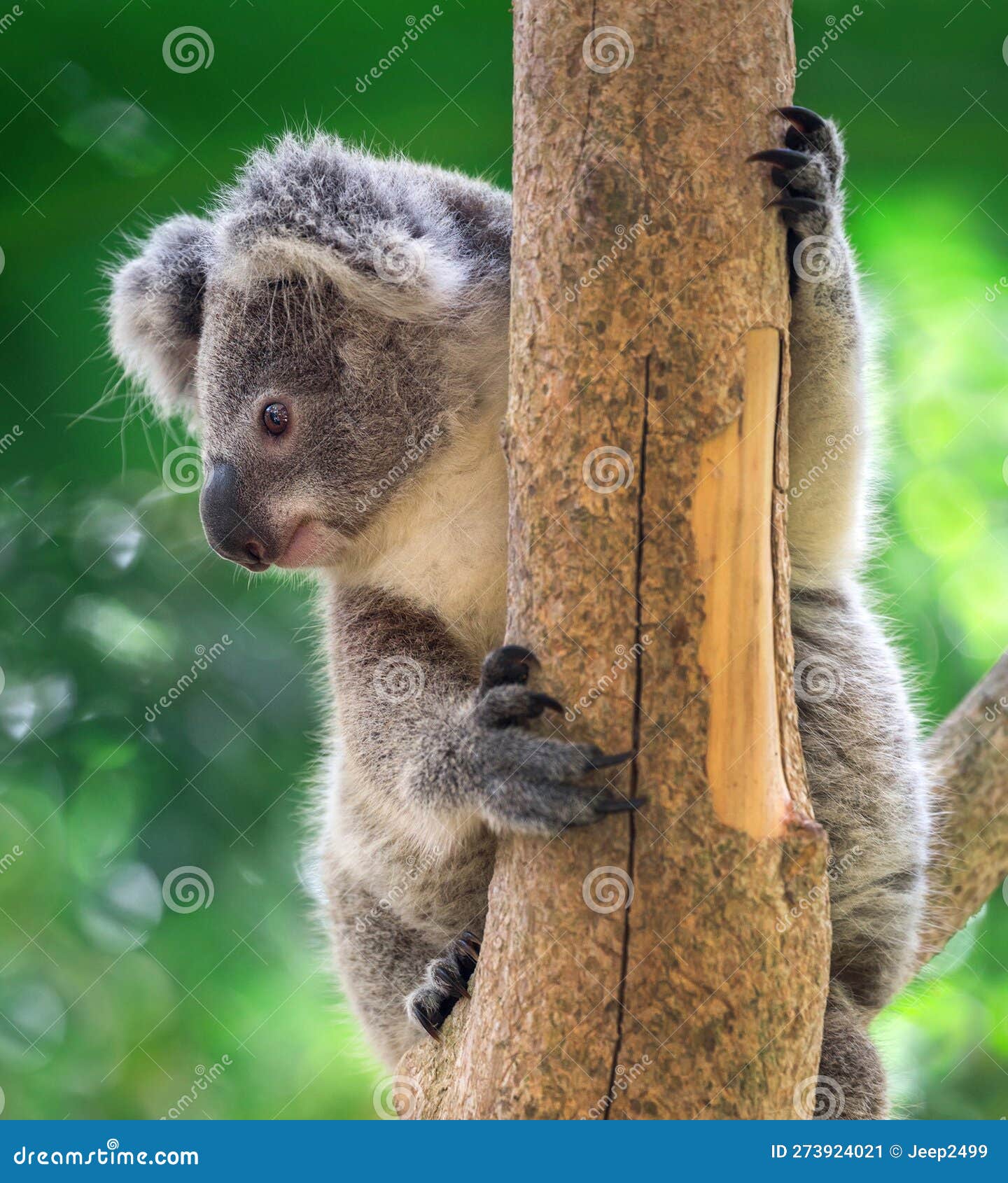 Koala bear on a tree. stock image. Image of marsupial 273924021