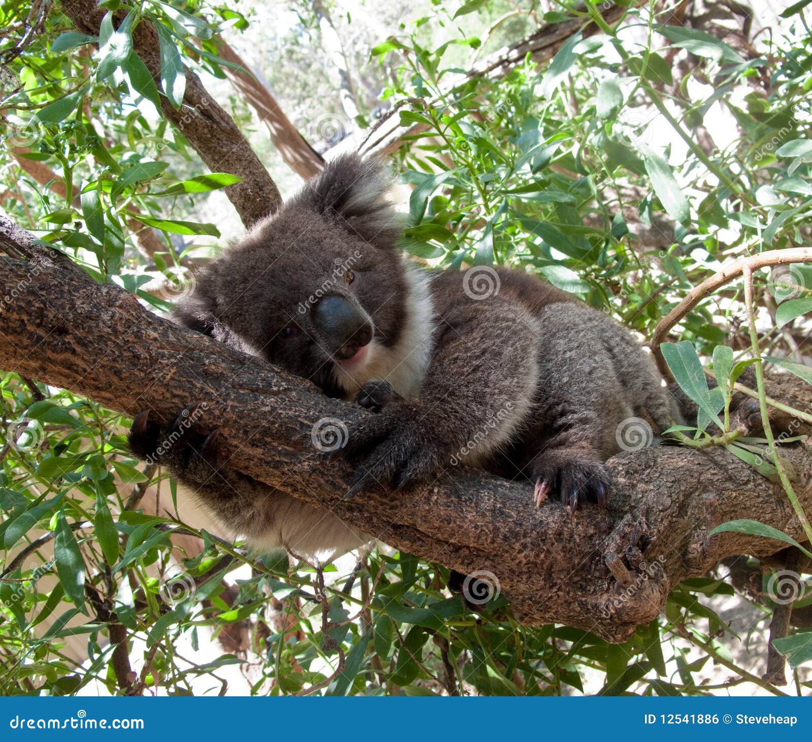 Koala Bear in tree stock photo. Image of quiet, marsupial 12541886