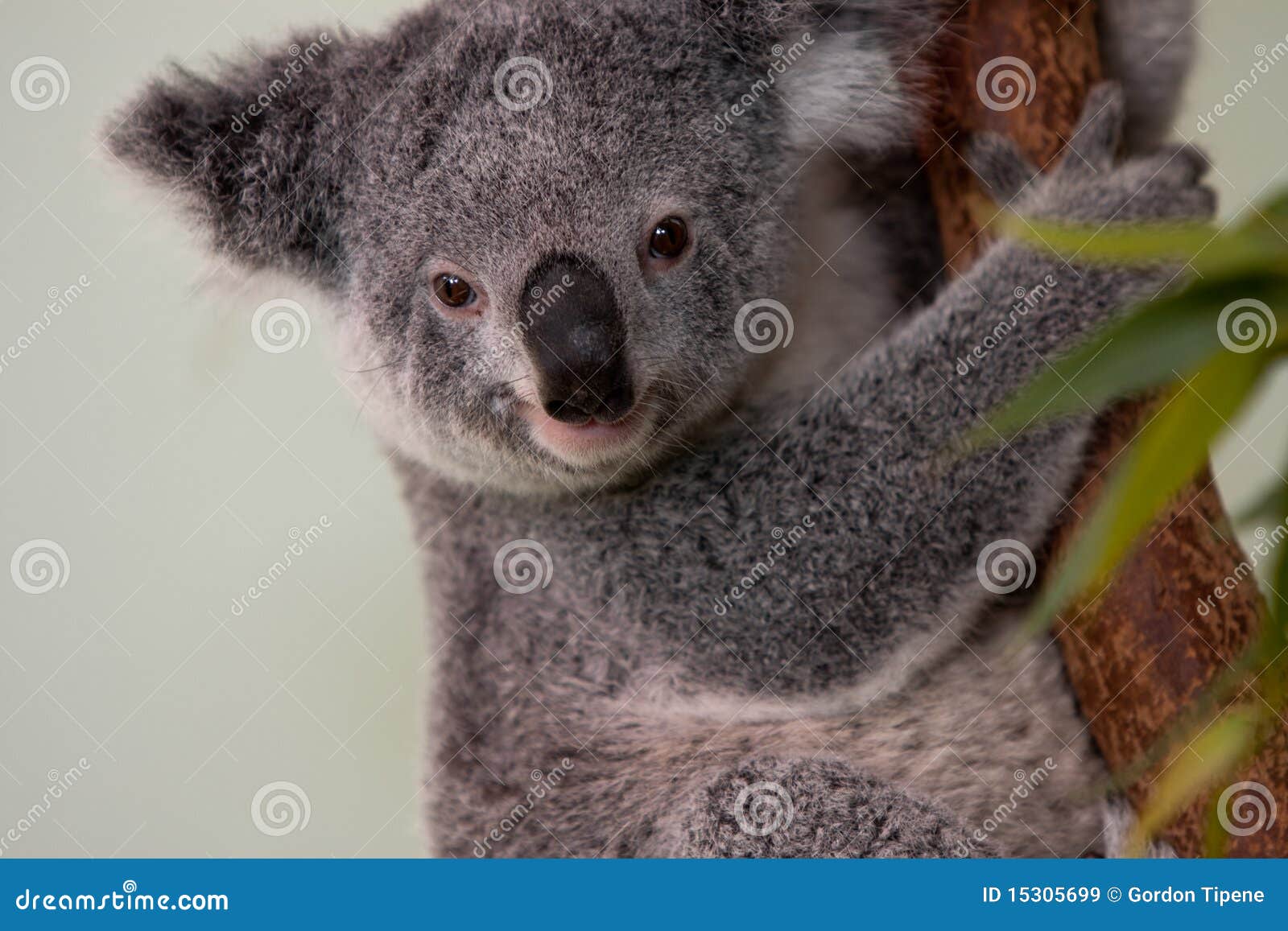 Koala Bear in a tree stock image. Image of herbivore 15305699
