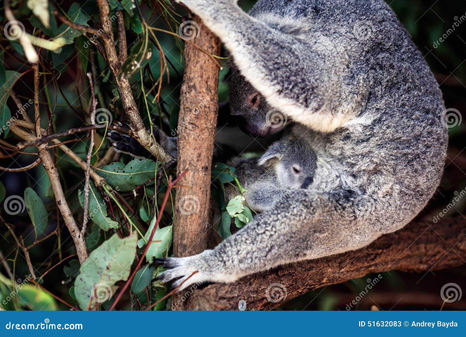 Koala Bear on a tree stock image. Image of docile, vertebrate 51632083