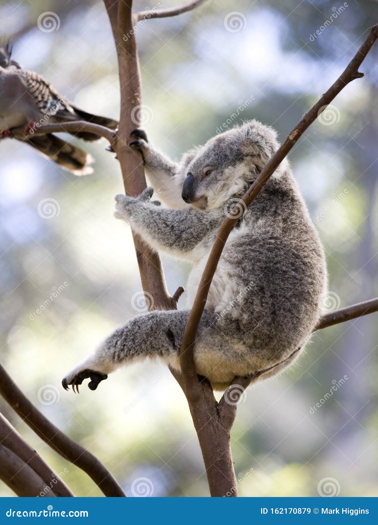 Koala bear in tree stock image. Image of background 162170879