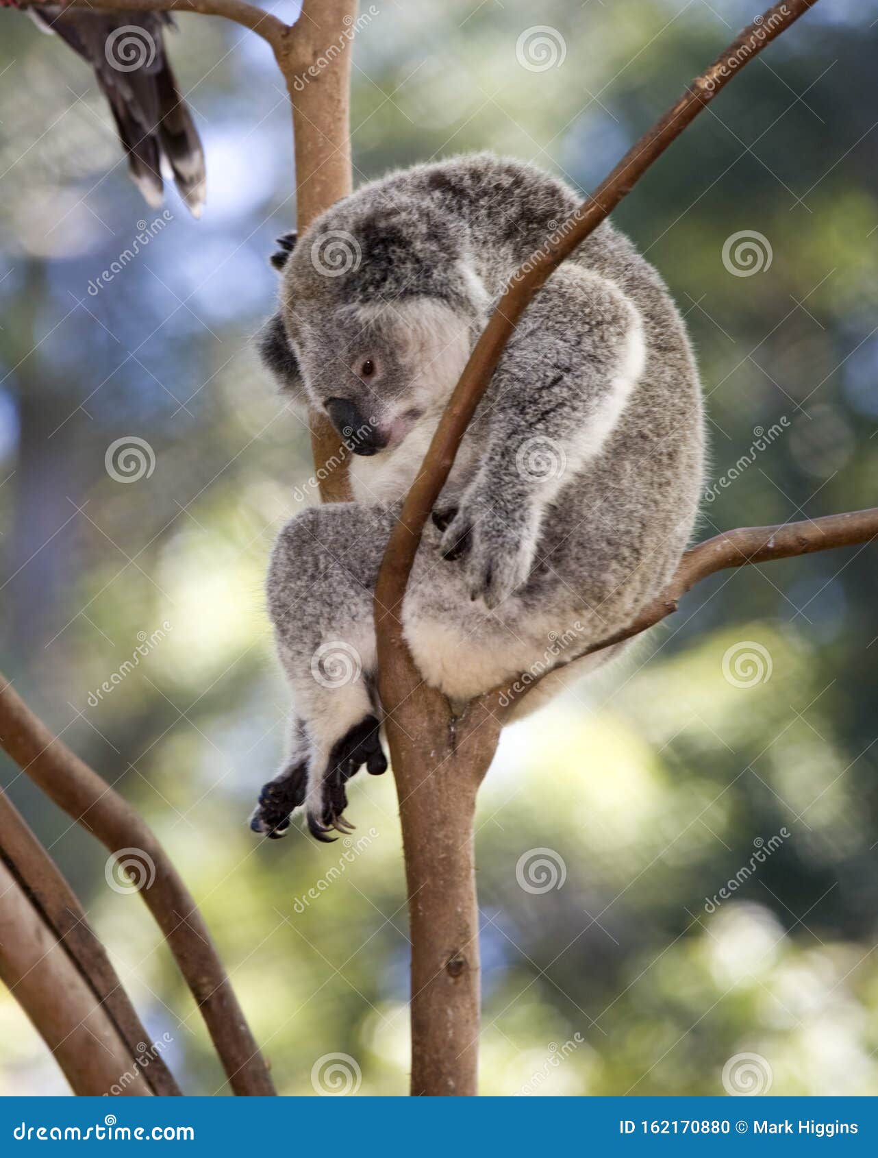 Koala bear in tree stock photo. Image of furry, native 162170880