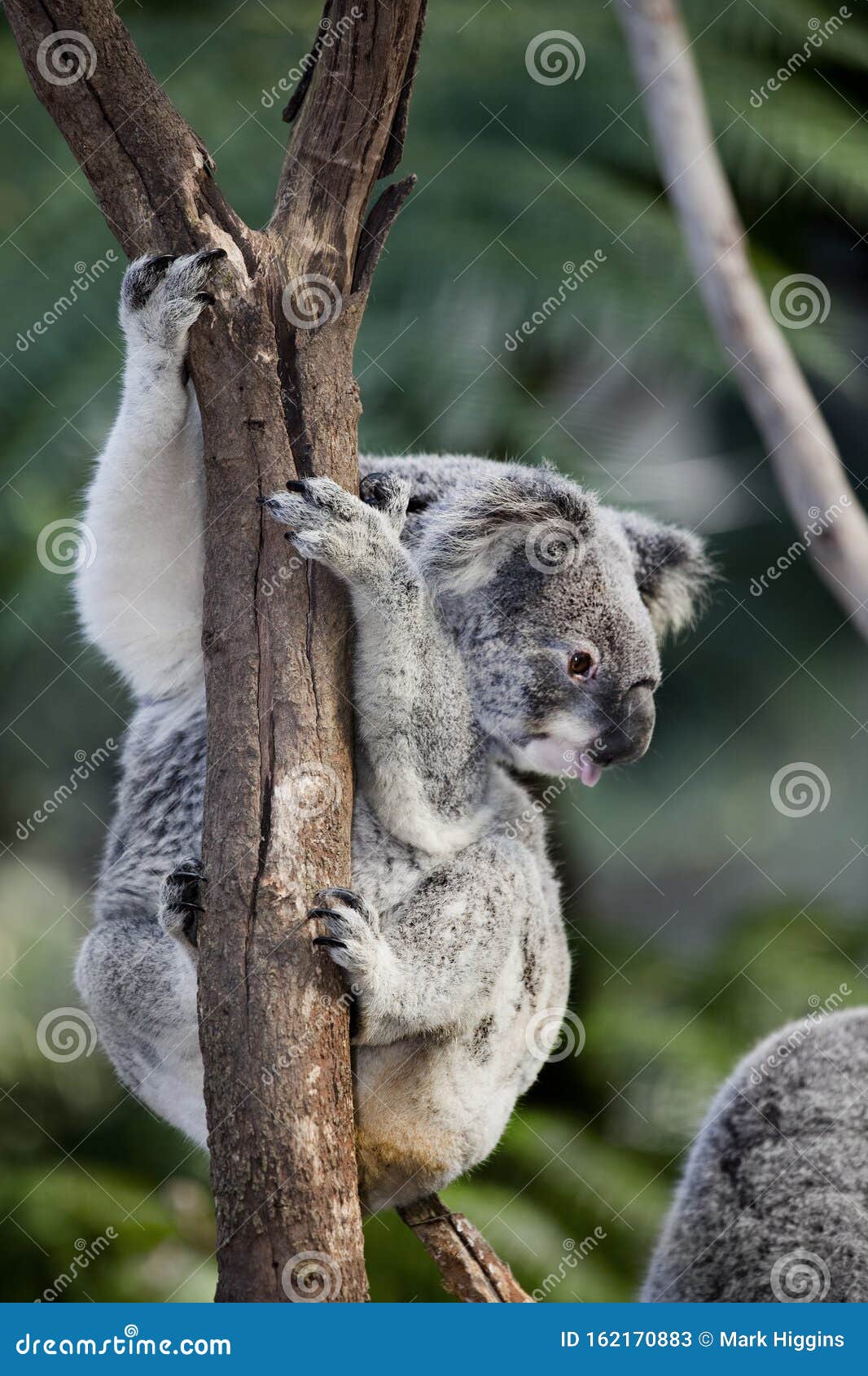 Koala bear in tree stock image. Image of people, grey 162170883