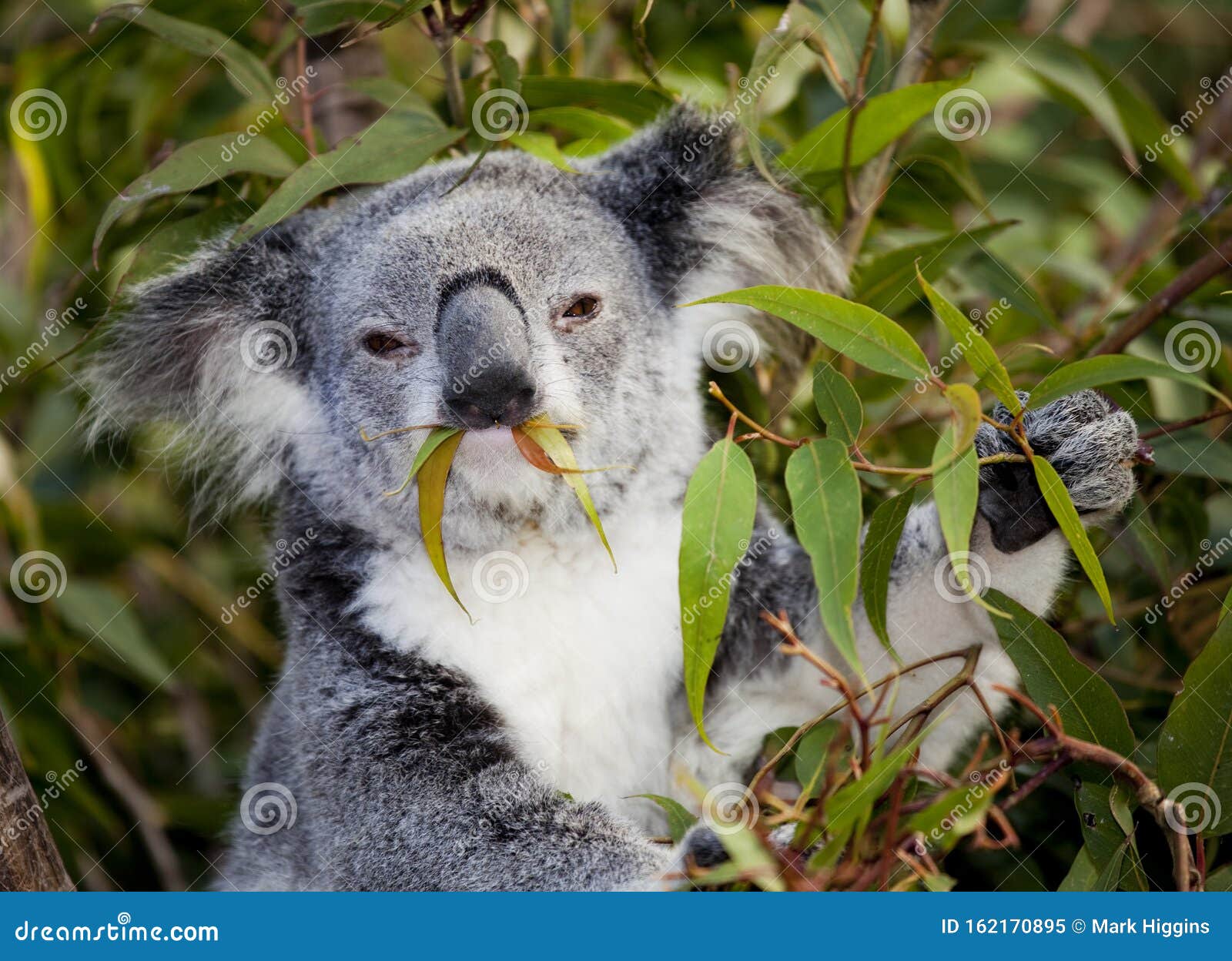 Koala bear in tree stock image. Image of adorable, grey 162170895