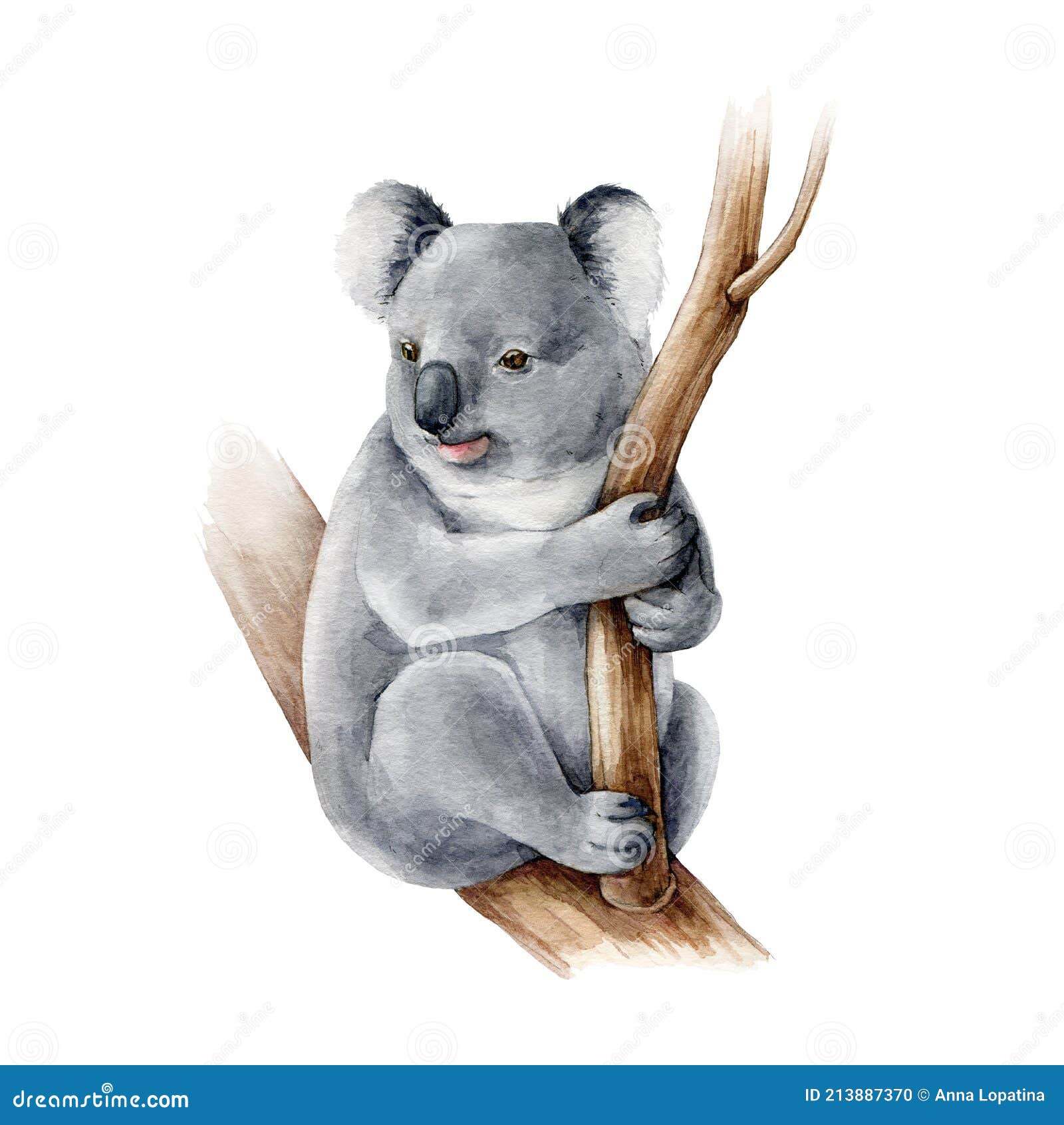 Koala Bear Watercolor Illustration. Australia Symbol Cute Koala Bear on a  Tree Branch Stock Photo - Image of watercolor, animal: 213887370