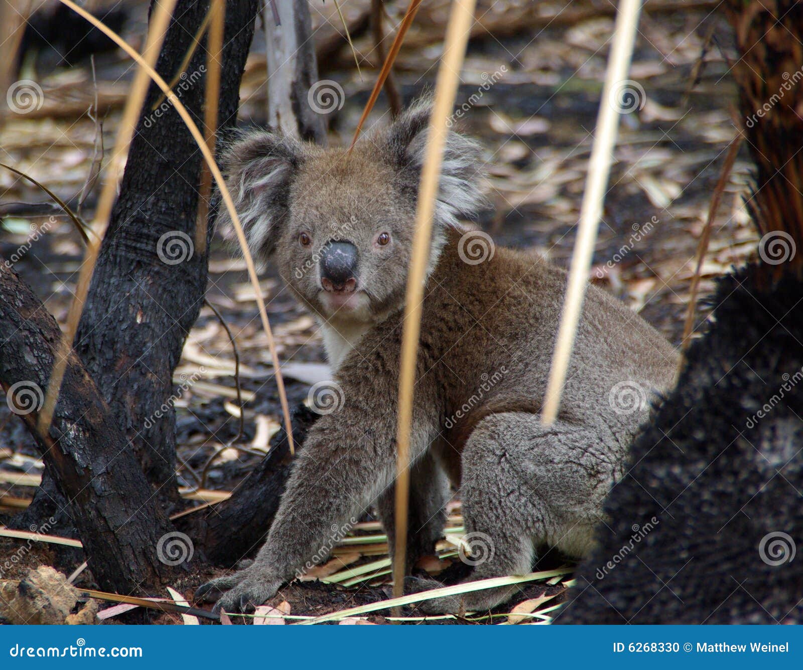 koala in burnt undergrowth