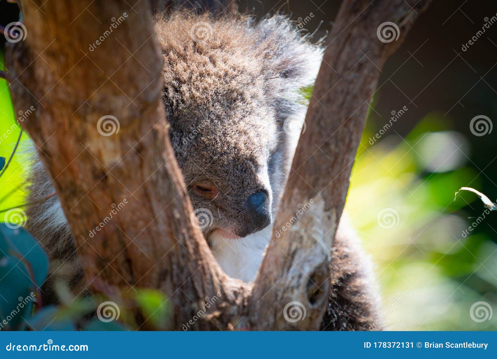 Koala Câlin Vers Le Haut Des Arbres Image stock - Image du